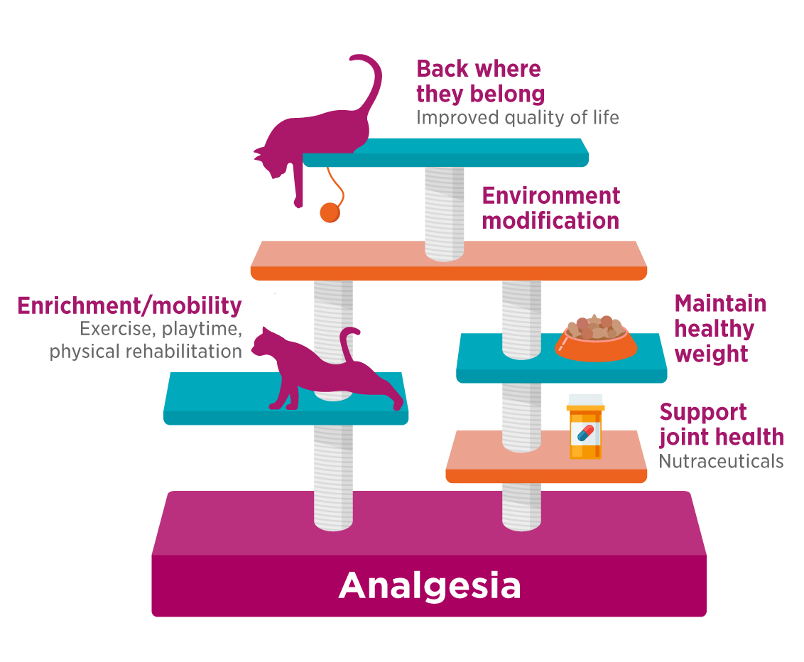 Zoetis   Solensia Analgesia Diagram 1132x932 9Urn9x 