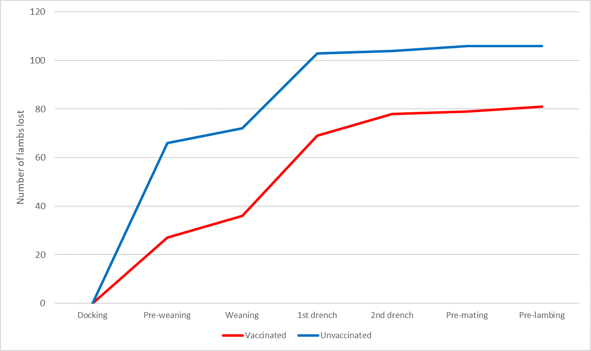 The number of total vaccinated and unvaccinated lambs lost between management events