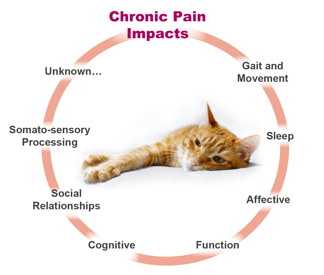 Cat anti outlet inflammatory injection